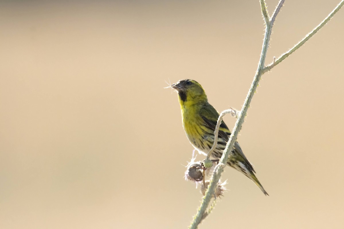 Eurasian Siskin - ML638889678