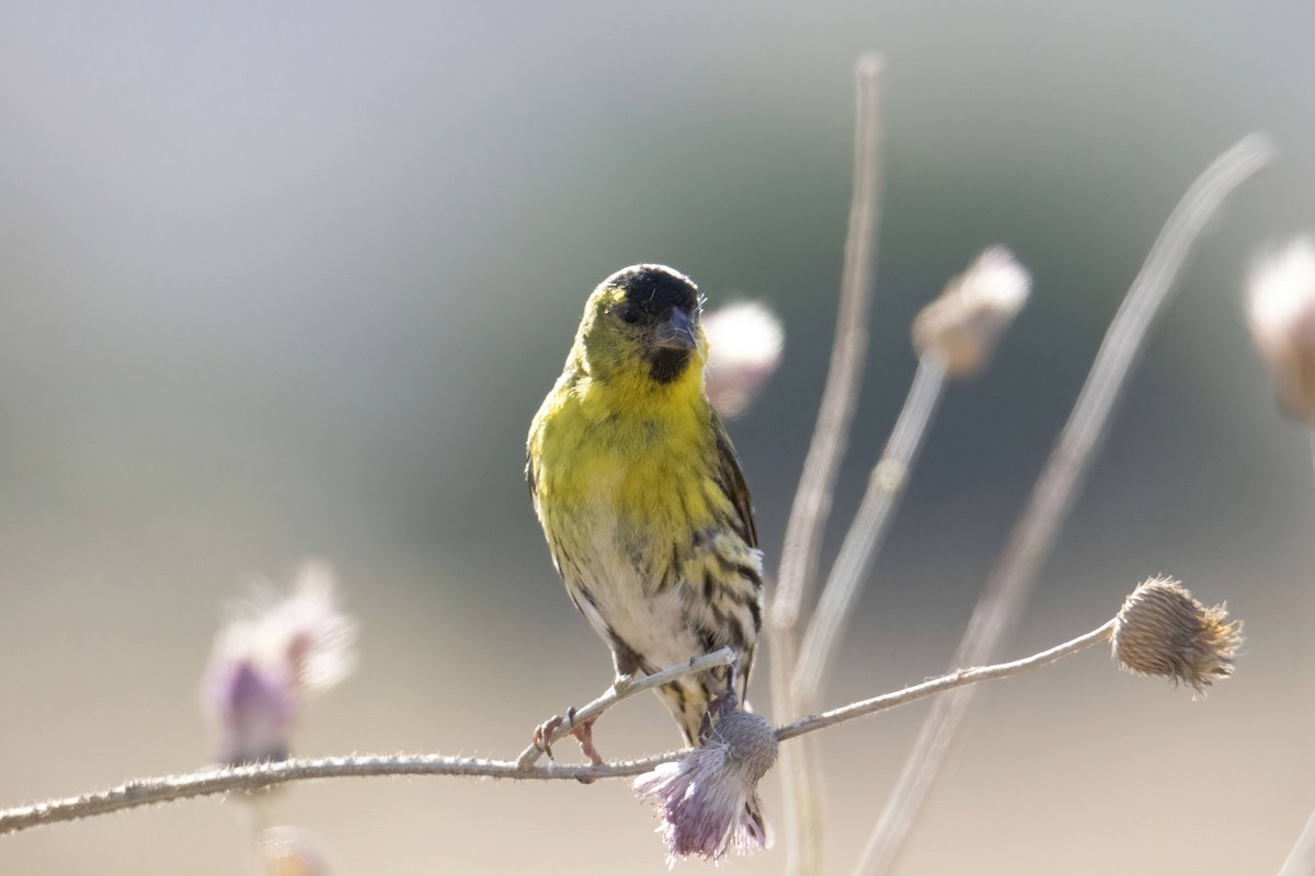 Eurasian Siskin - ML638889679