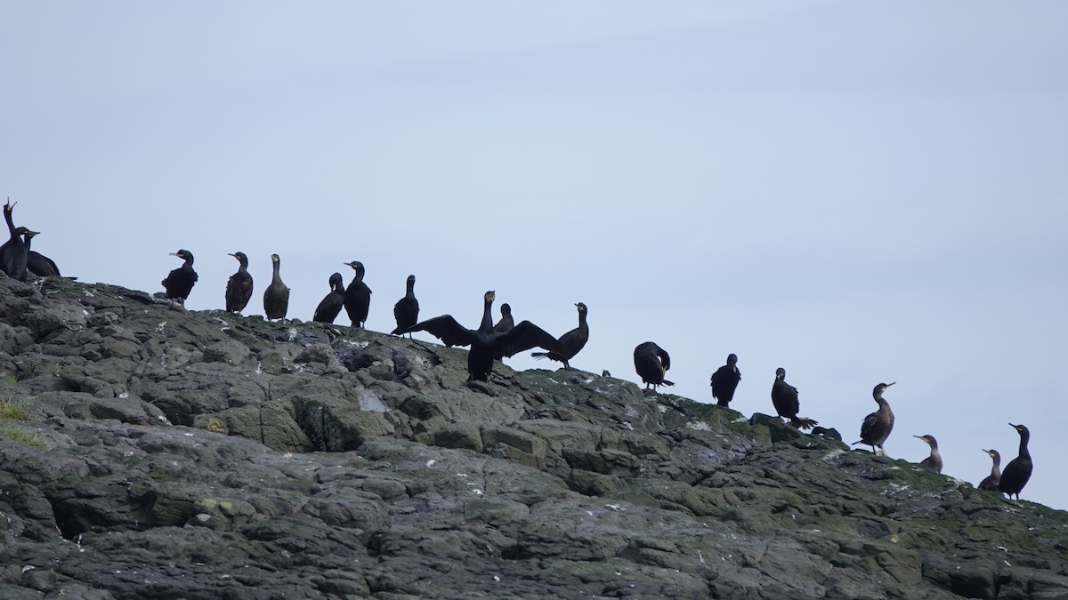 Great Cormorant - ML638889683