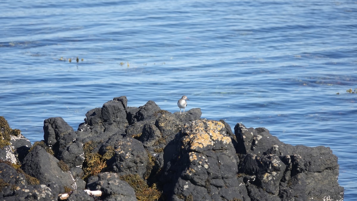 Common Sandpiper - ML638889697