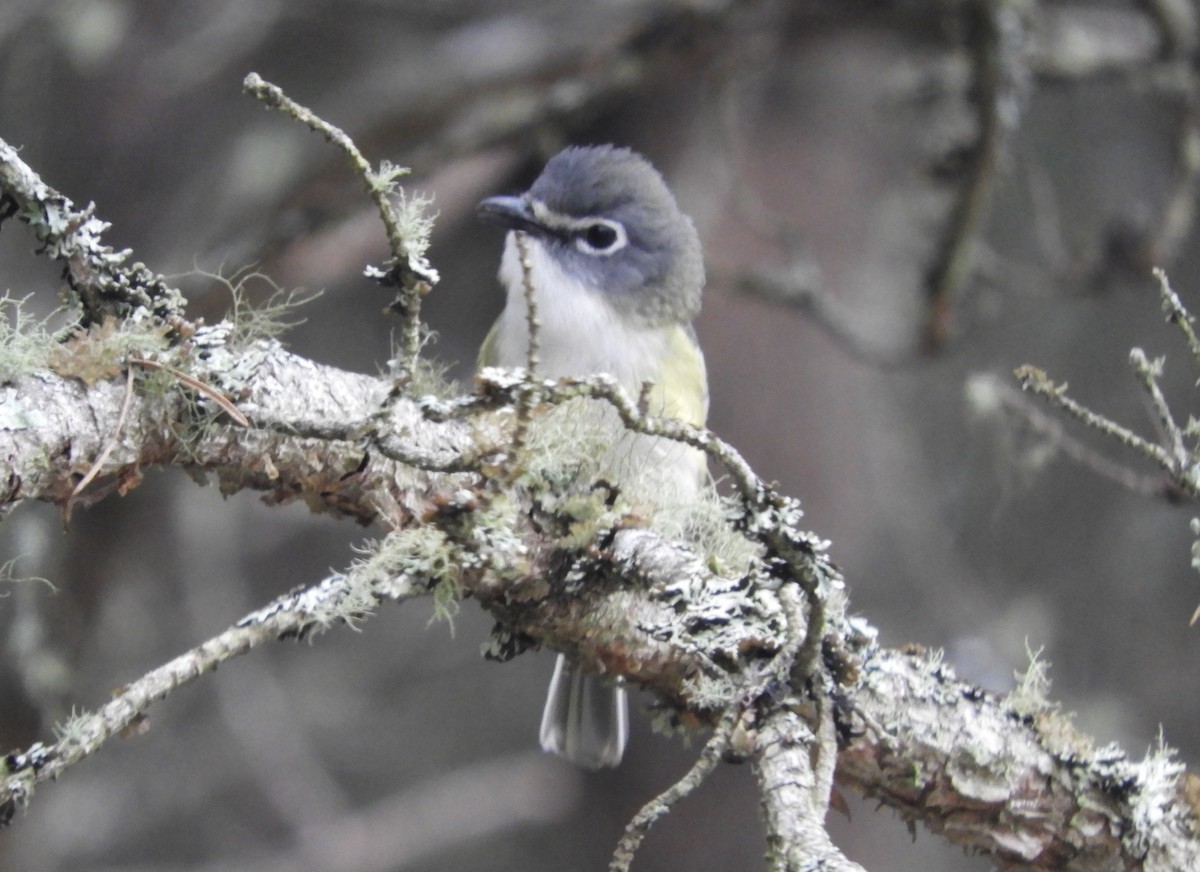 Blue-headed Vireo - ML638889704