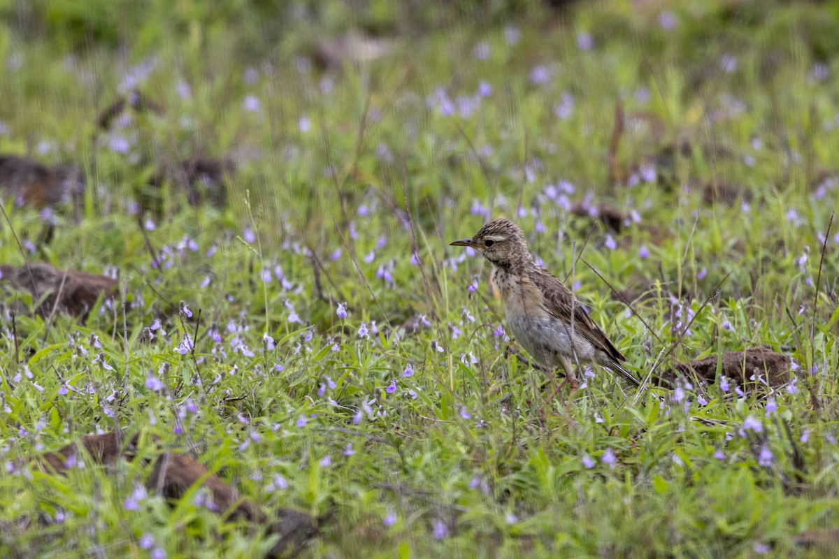 Paddyfield Pipit - ML638889743