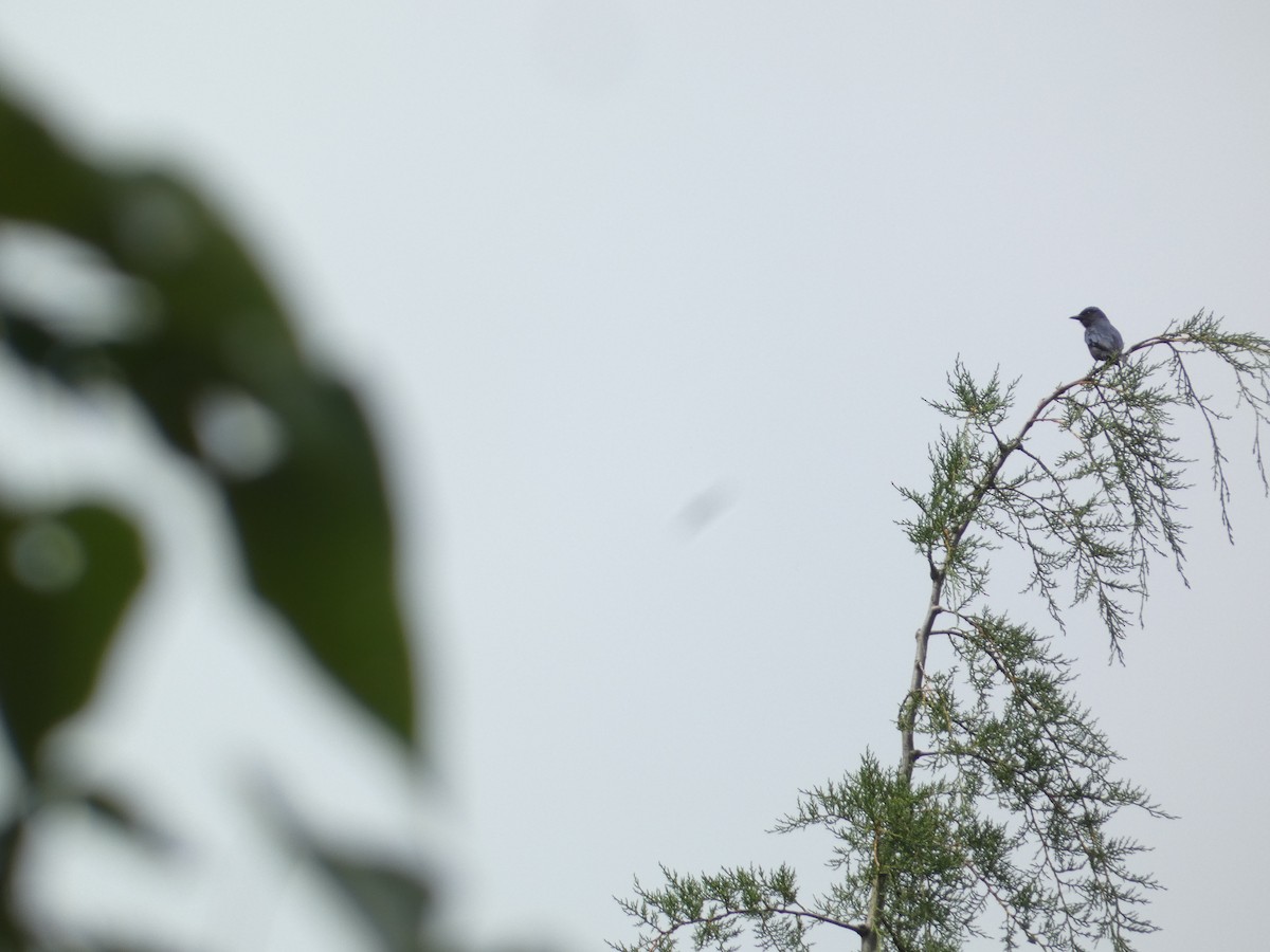 Ashy Drongo - ML638889782