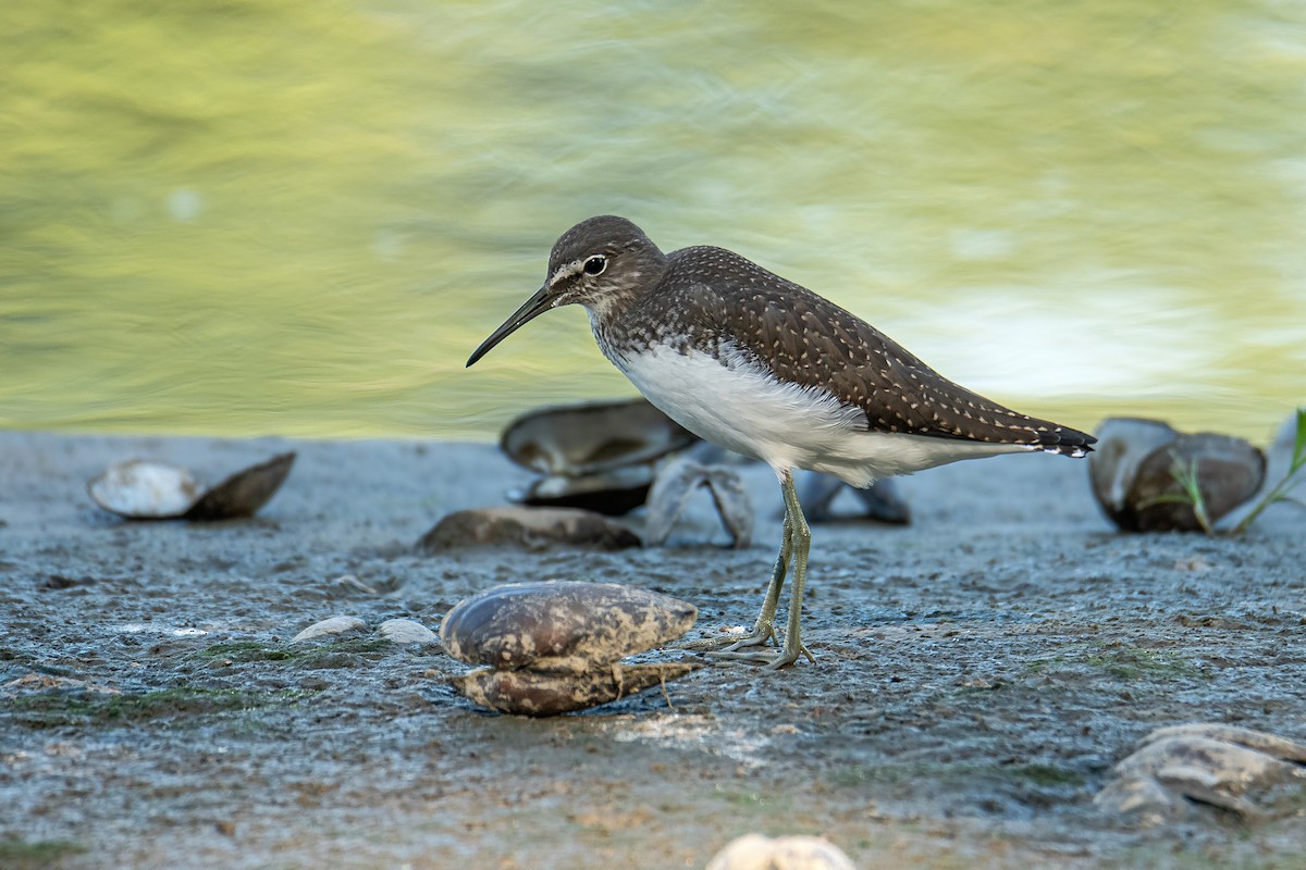 Green Sandpiper - ML638889803