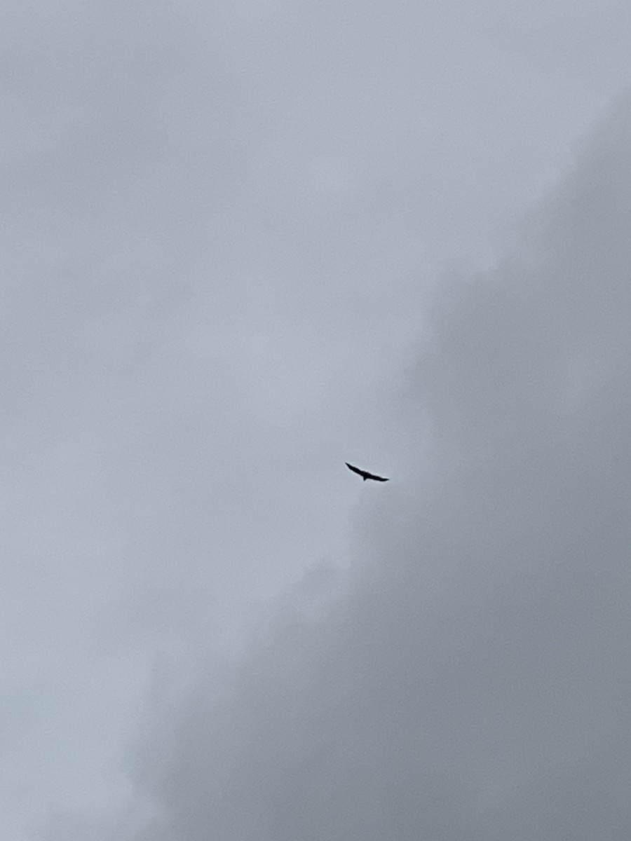 White-bellied Sea-Eagle - ML638889810