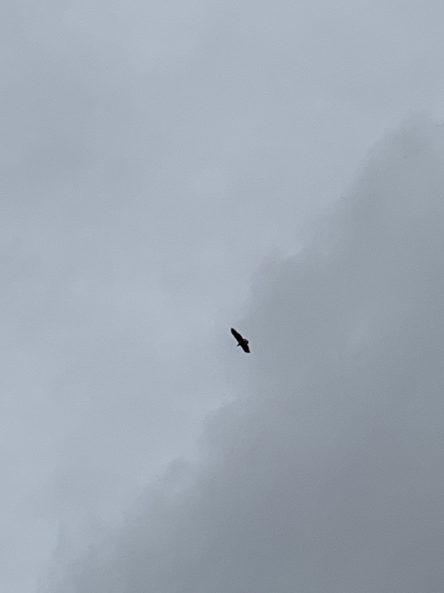 White-bellied Sea-Eagle - ML638889811