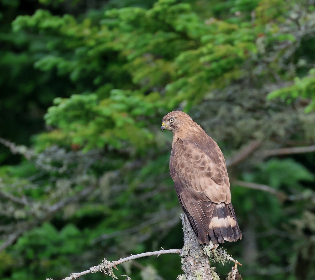 Broad-winged Hawk - ML638889820