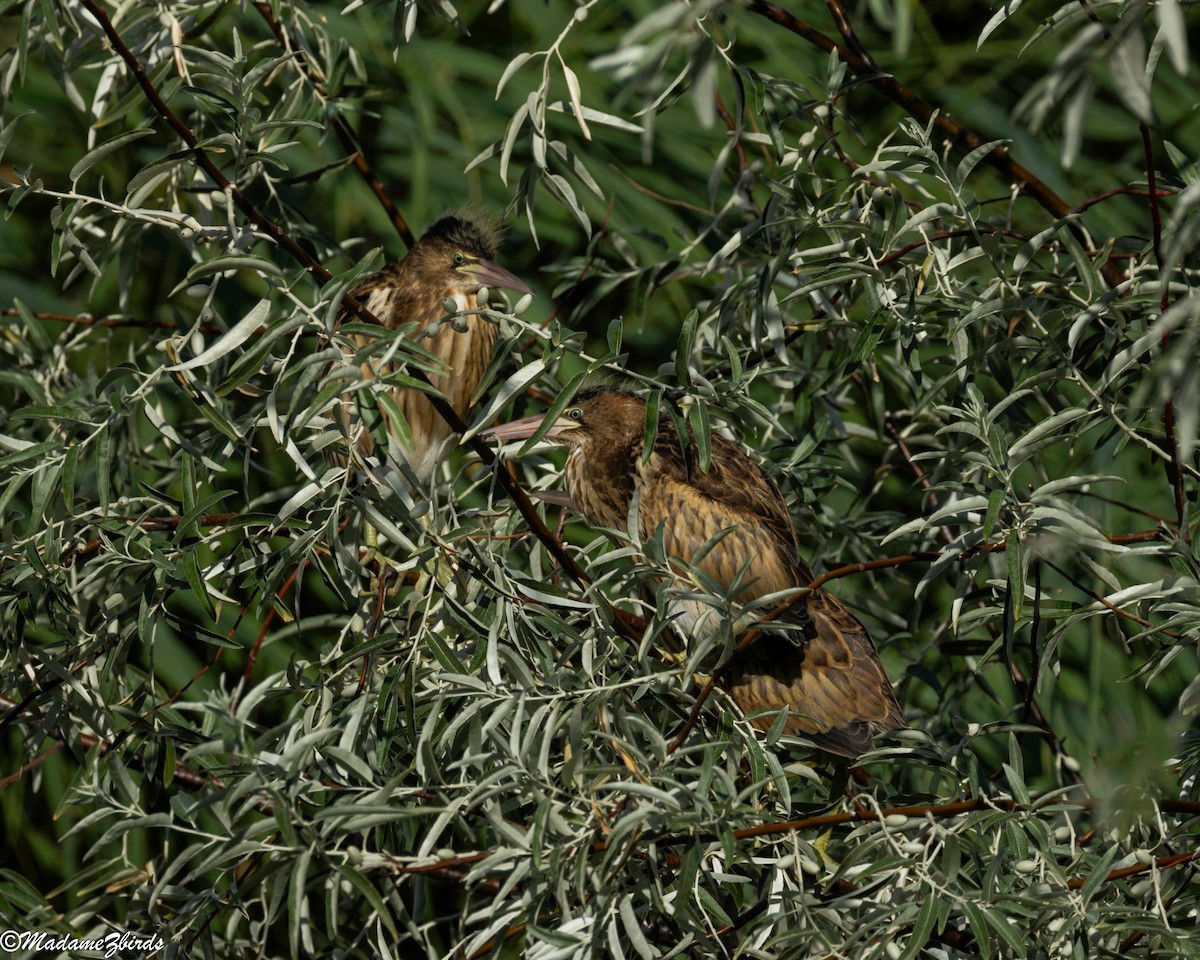 Бичил одой бух - ML638889837