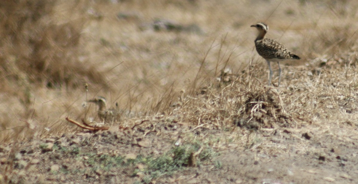 Indian Courser - ML638889838