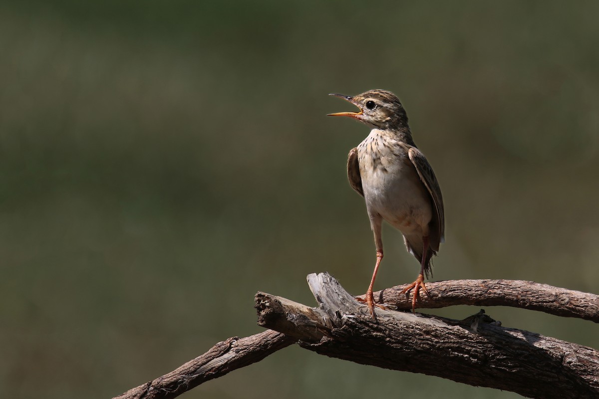 Paddyfield Pipit - ML638889839