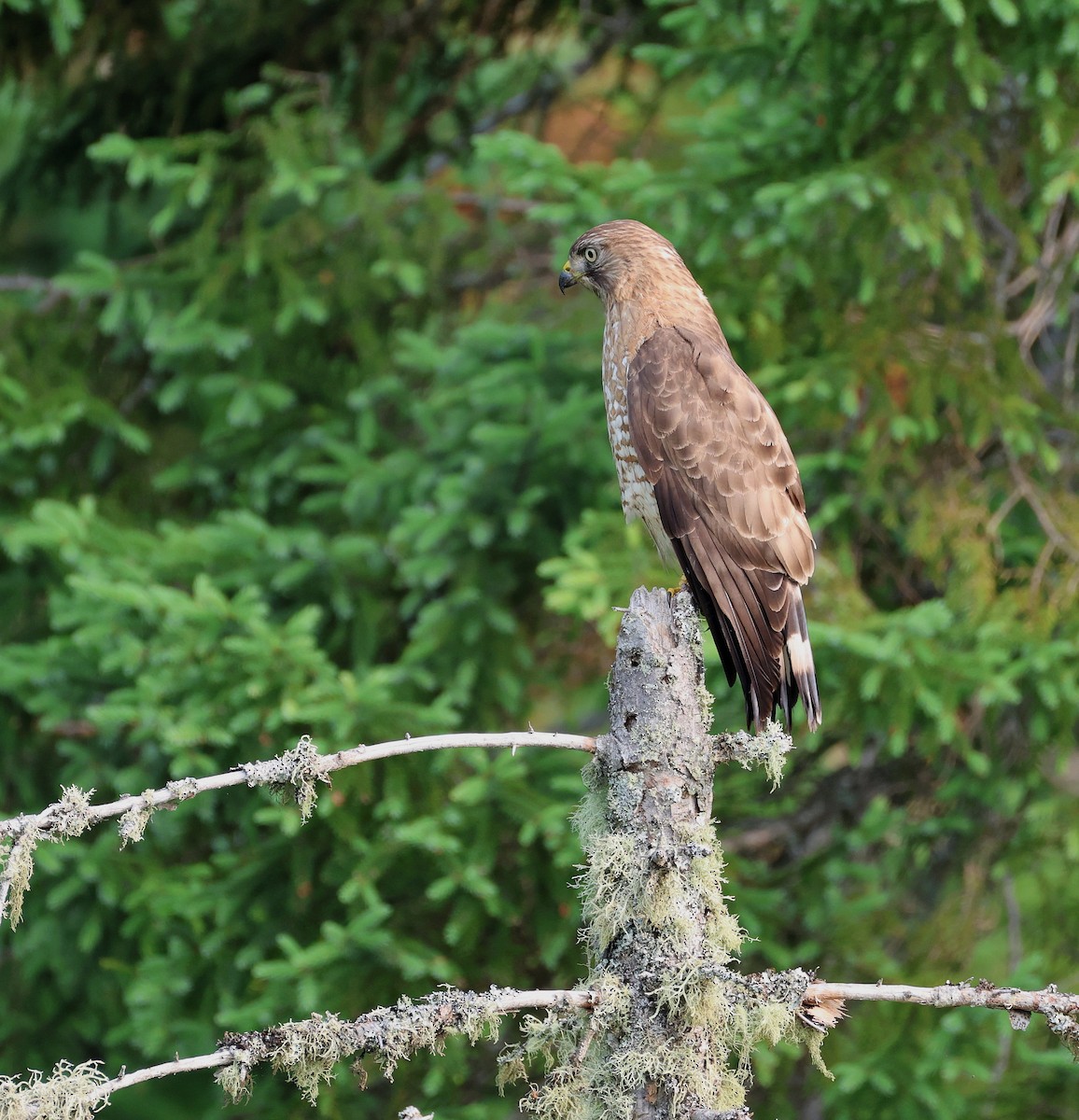 Broad-winged Hawk - ML638889840