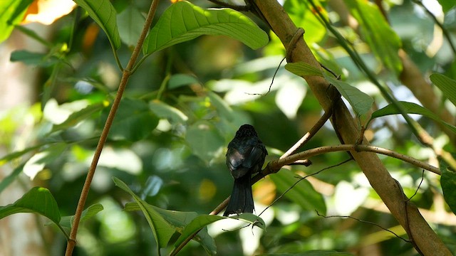 Greater Racket-tailed Drongo - ML638889865