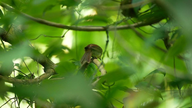 Pin-striped Tit-Babbler - ML638889866