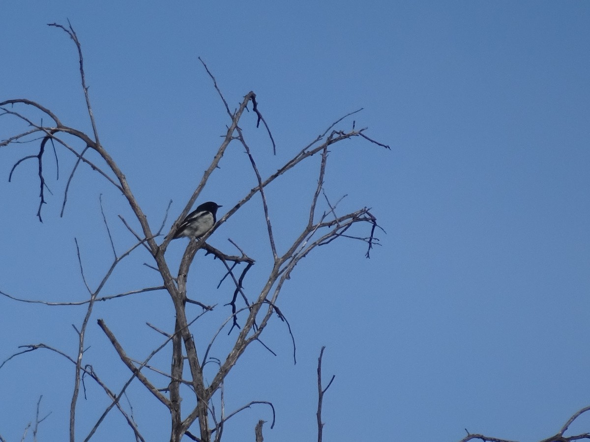 Hooded Robin - ML638889873