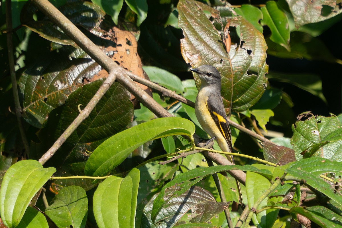 Rosy Minivet - ML638889892
