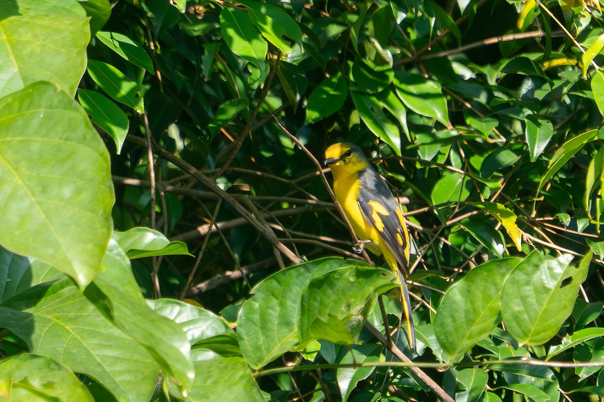 Rosy Minivet - ML638889893