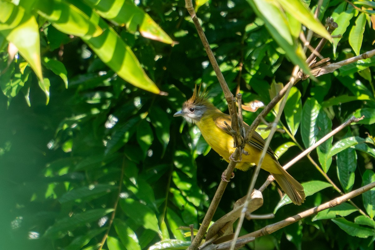 White-throated Bulbul - ML638889919