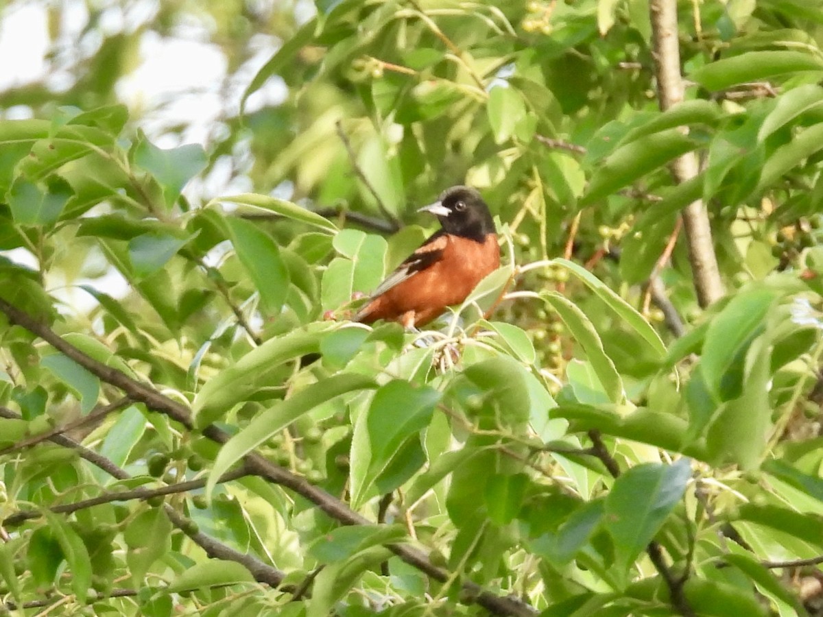 Orchard Oriole - ML638889944