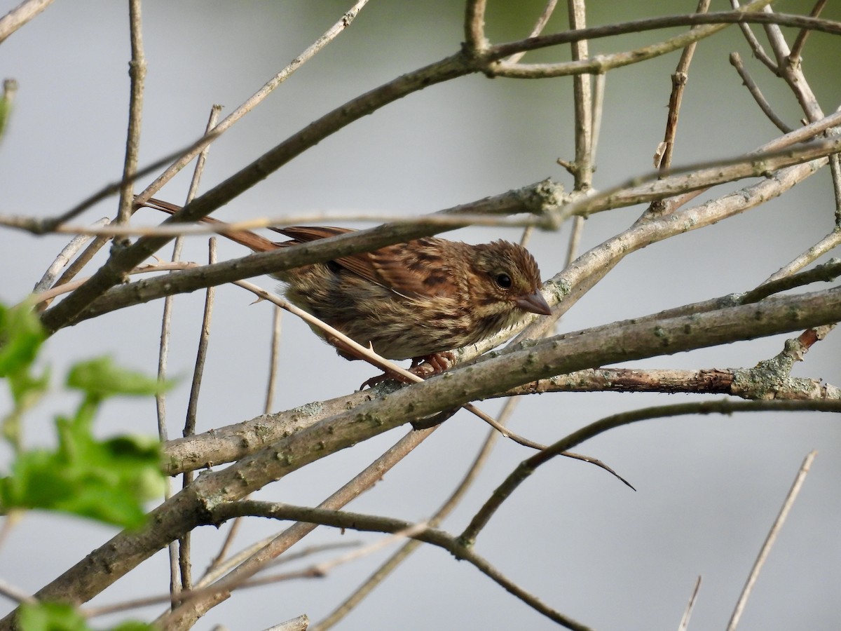 Song Sparrow - ML638889947