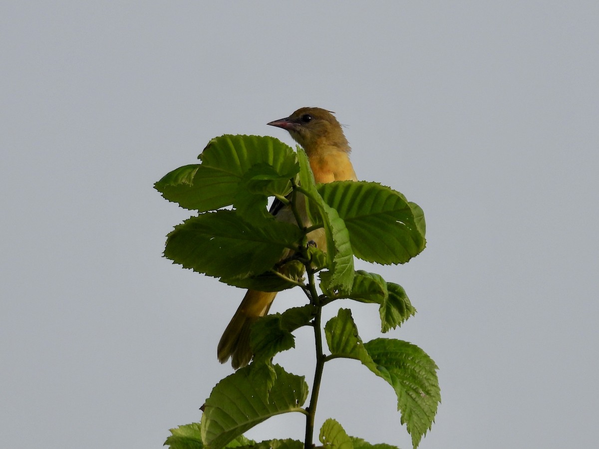 Baltimore Oriole - ML638889948