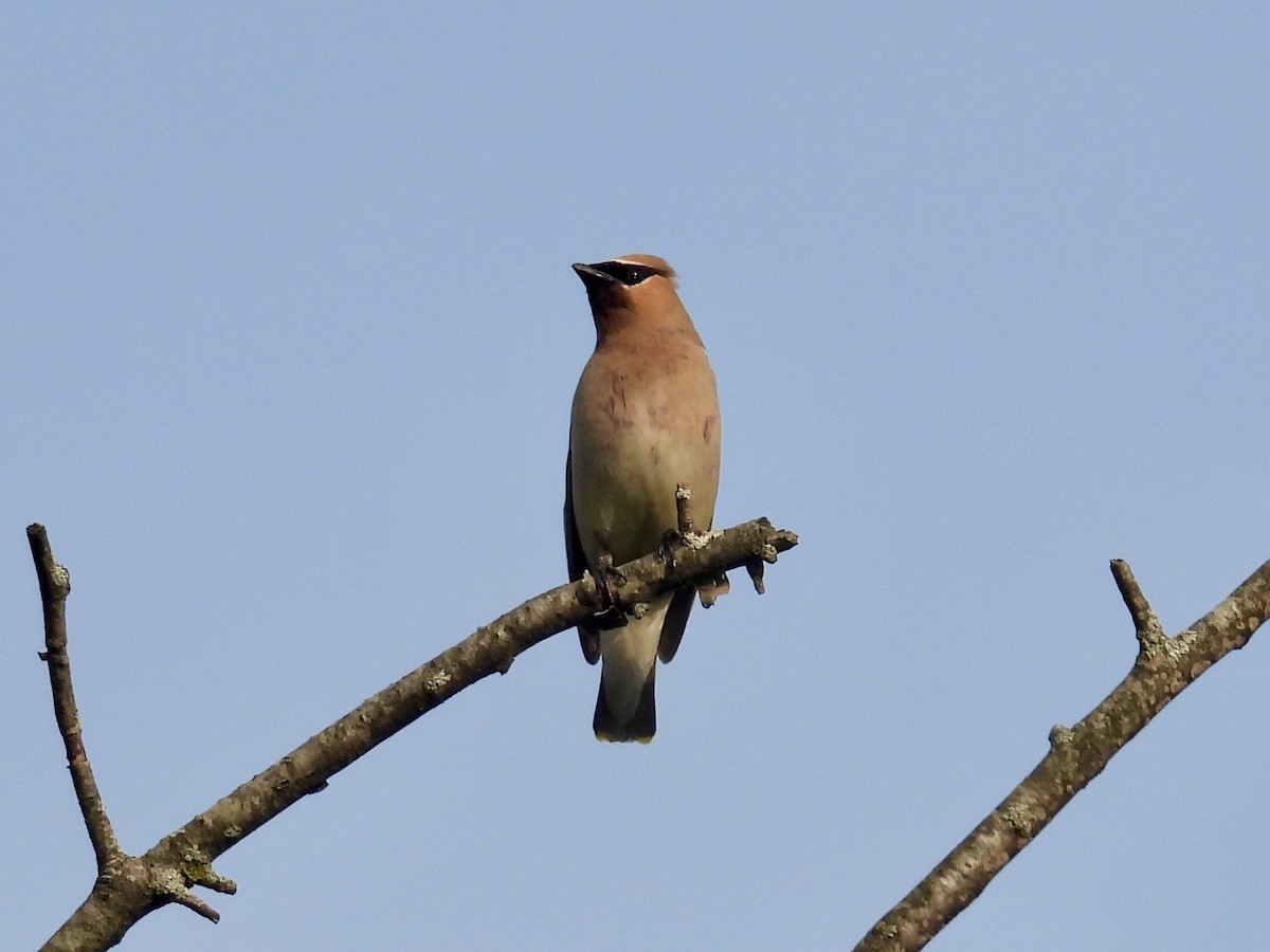Cedar Waxwing - ML638889959