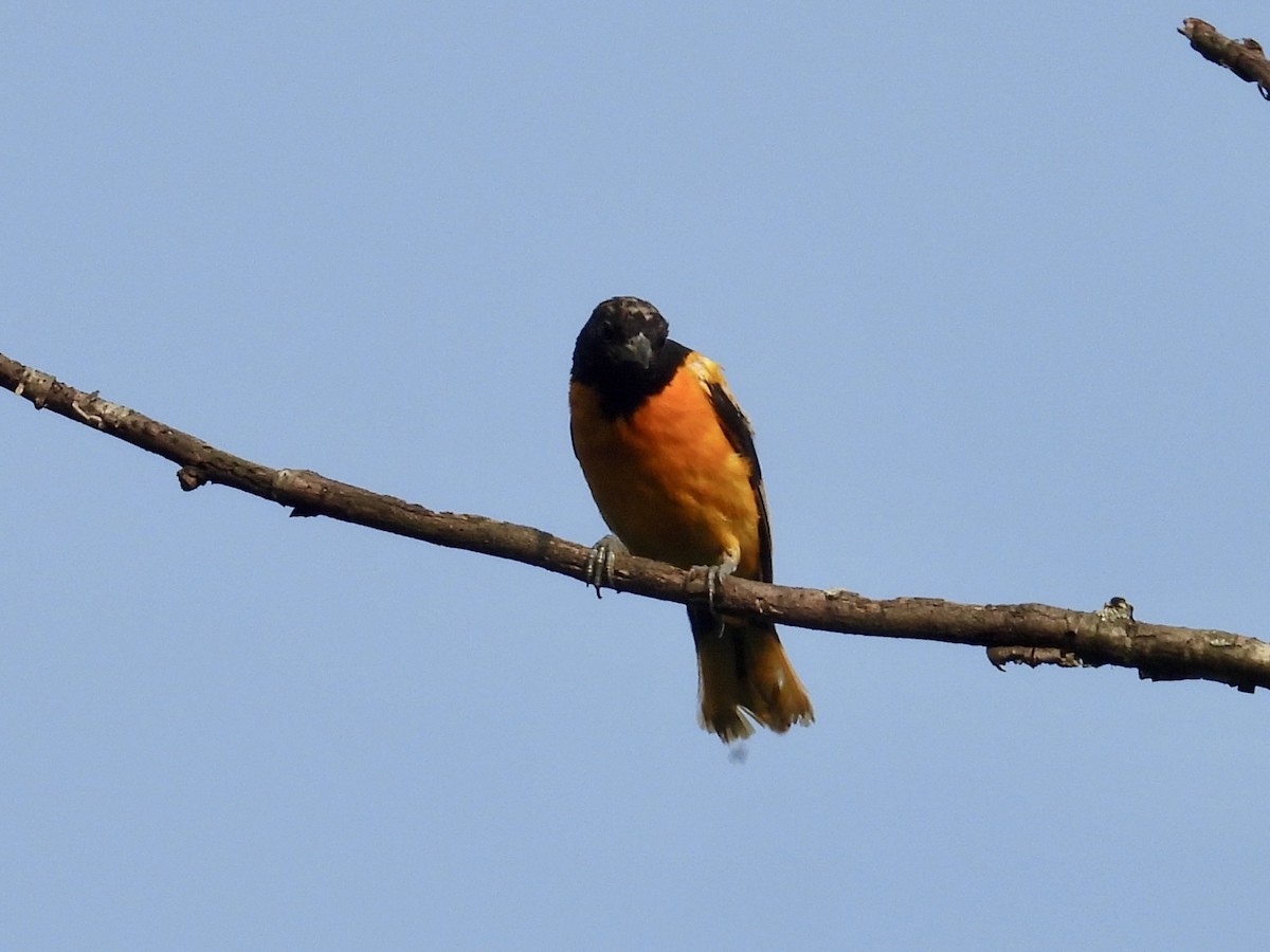 Baltimore Oriole - ML638889969