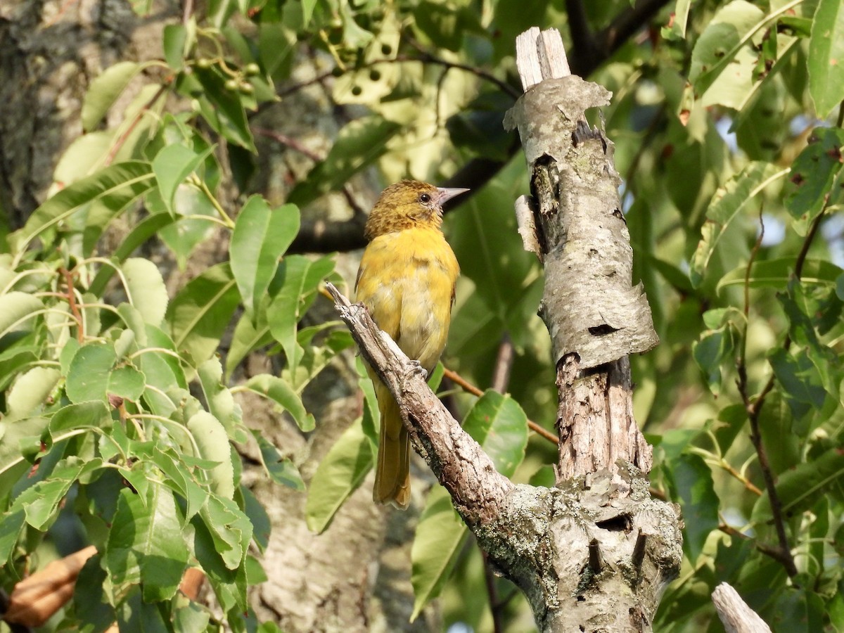 Baltimore Oriole - ML638889970