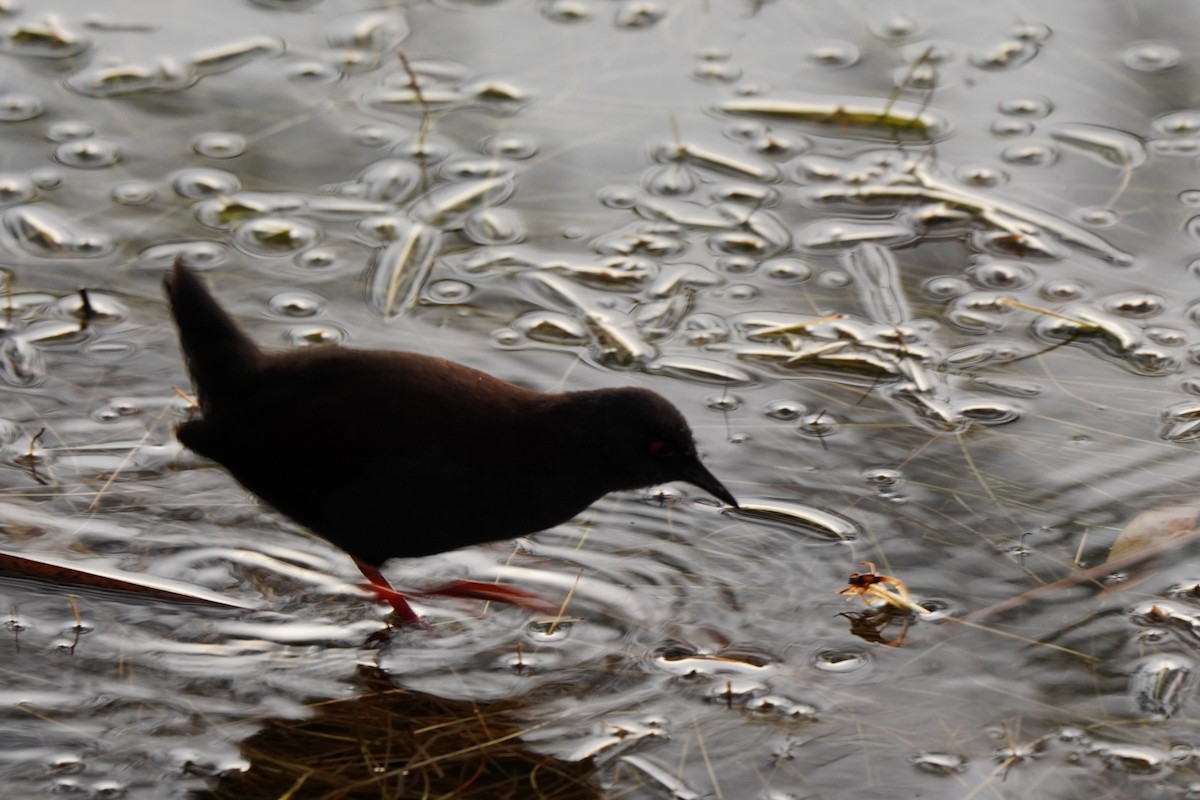 Spotless Crake - ML638889971