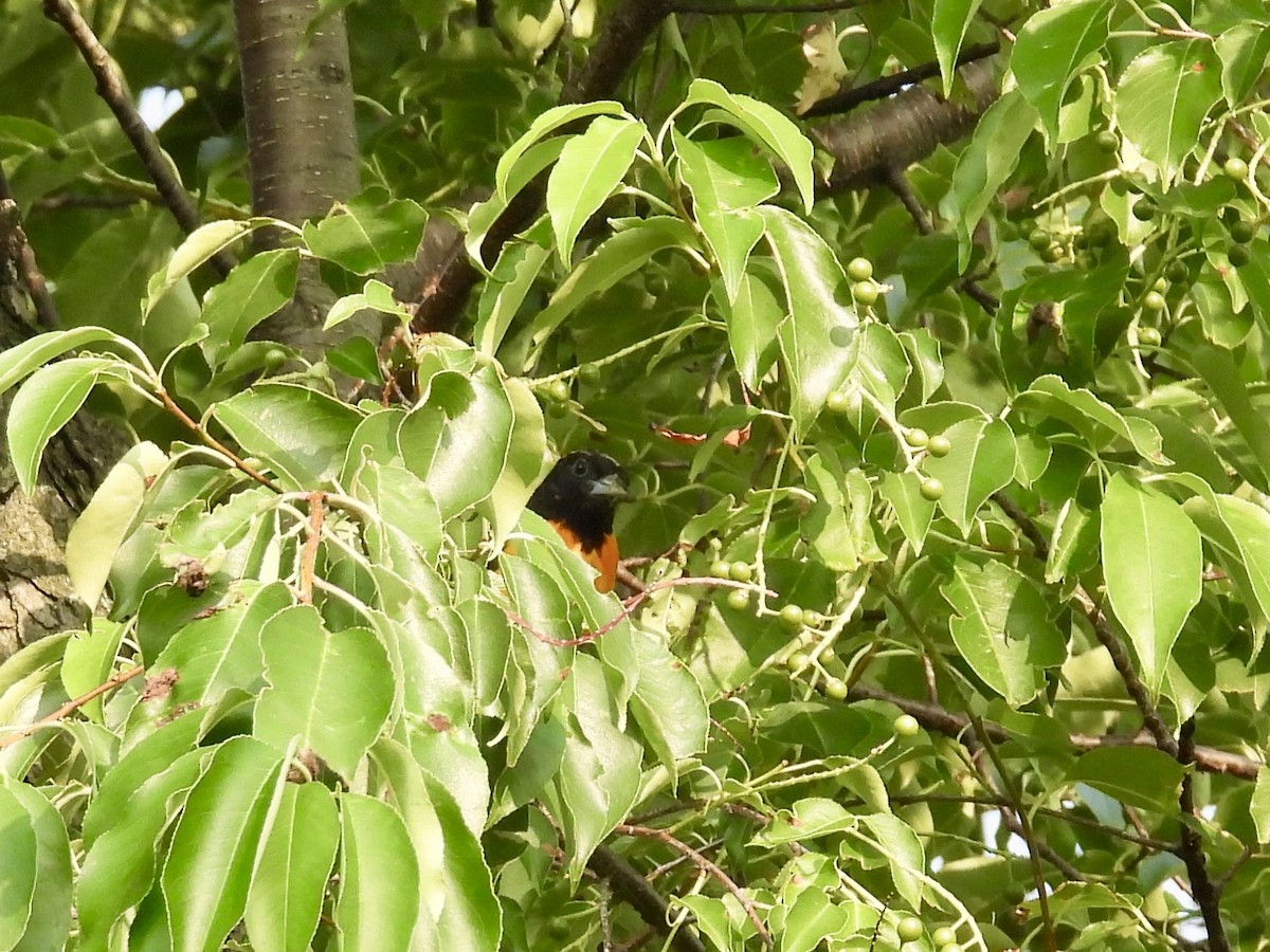 Baltimore Oriole - ML638889973