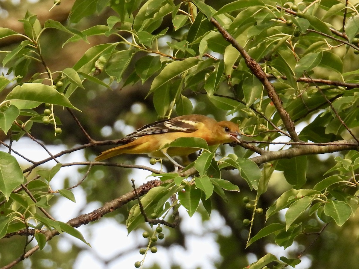 Baltimore Oriole - ML638889990
