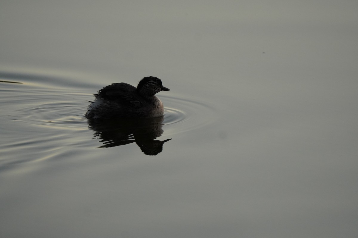 Hoary-headed Grebe - ML638889991