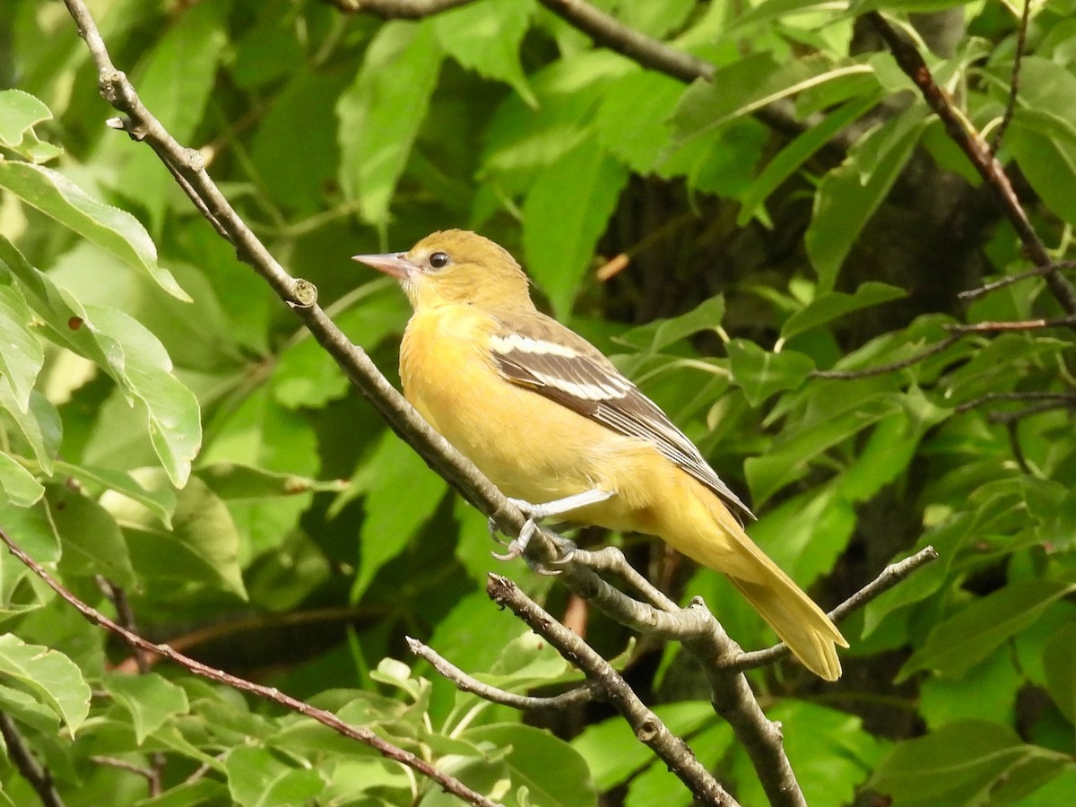 Baltimore Oriole - ML638890012