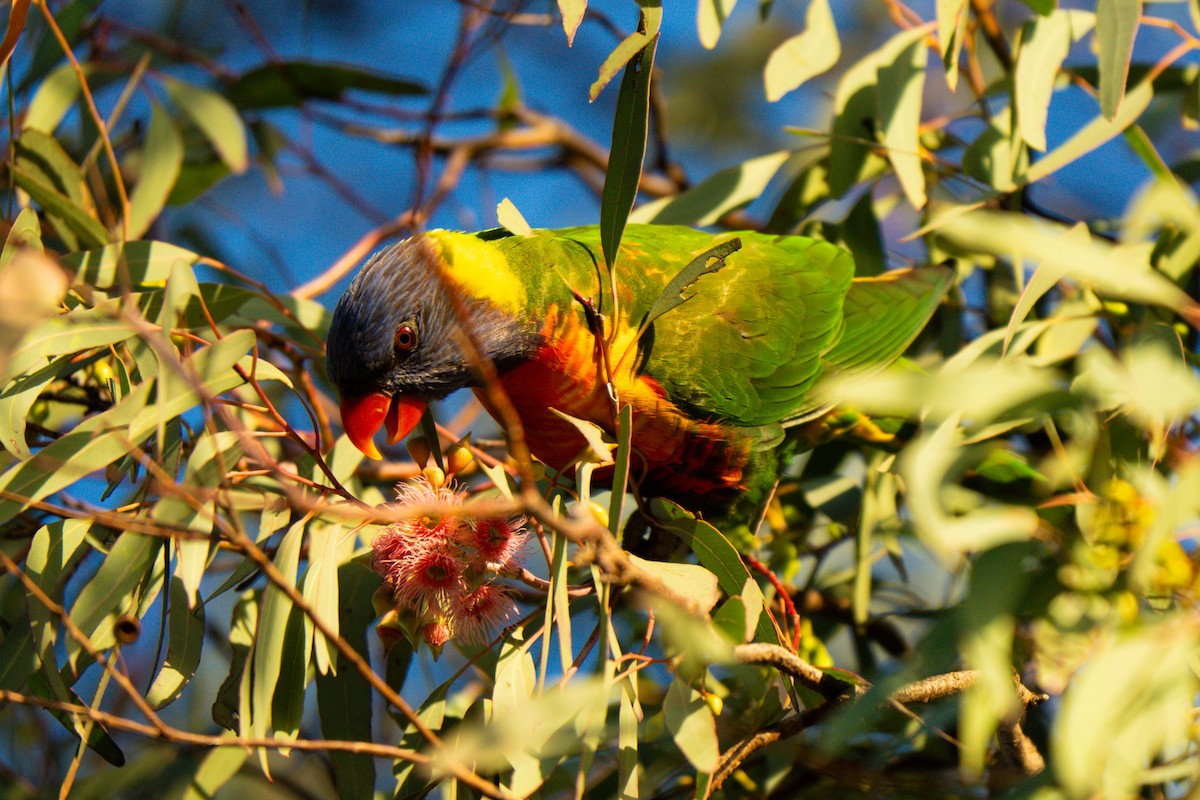 Rainbow Lorikeet - ML638890053