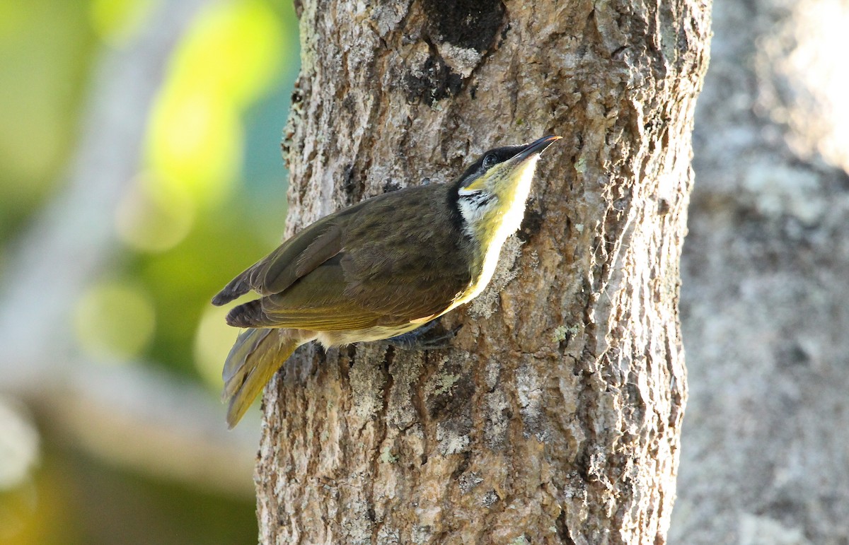 Varied Honeyeater - ML638890054