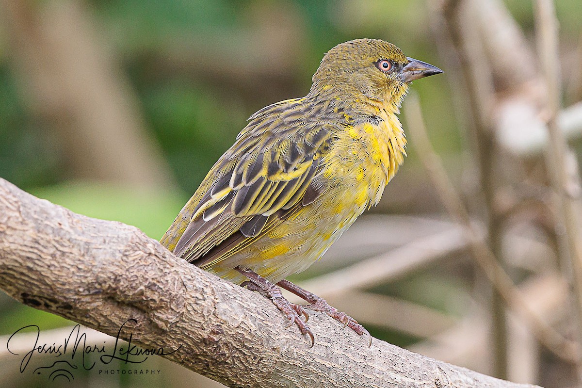 Speke's Weaver - ML638890057