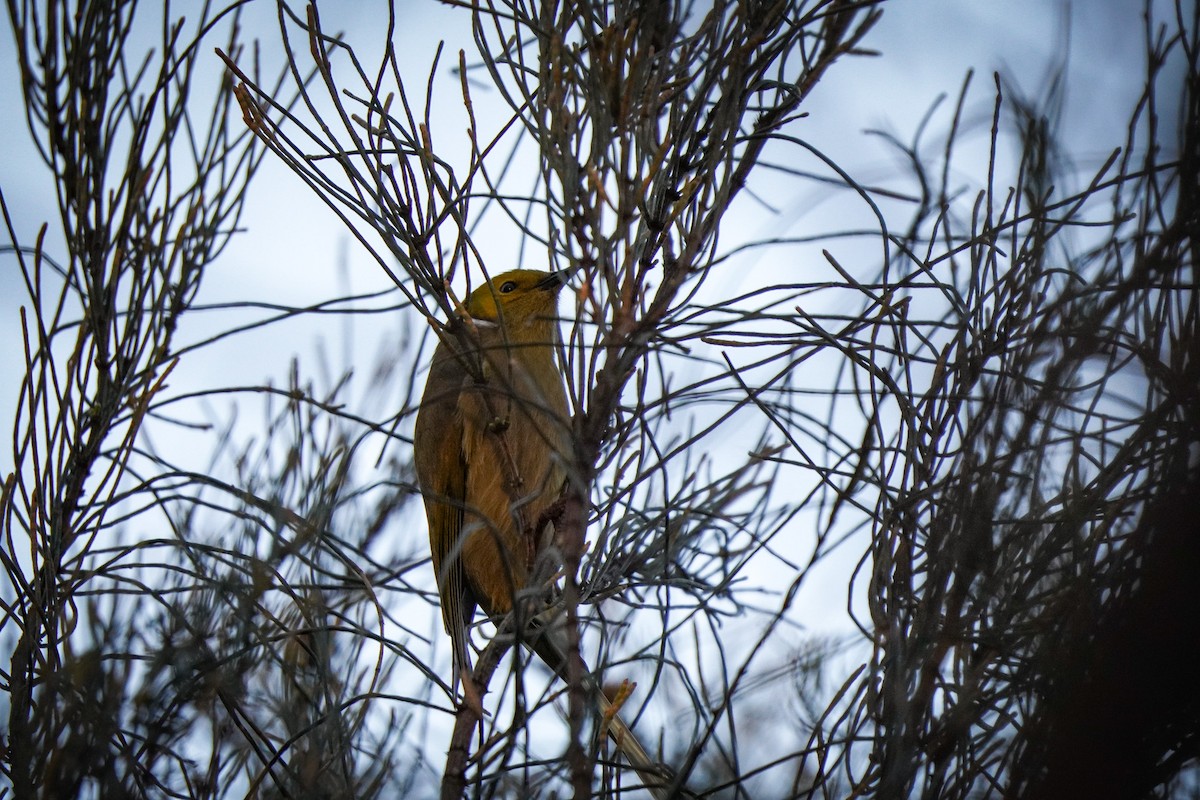 White-plumed Honeyeater - ML638890058
