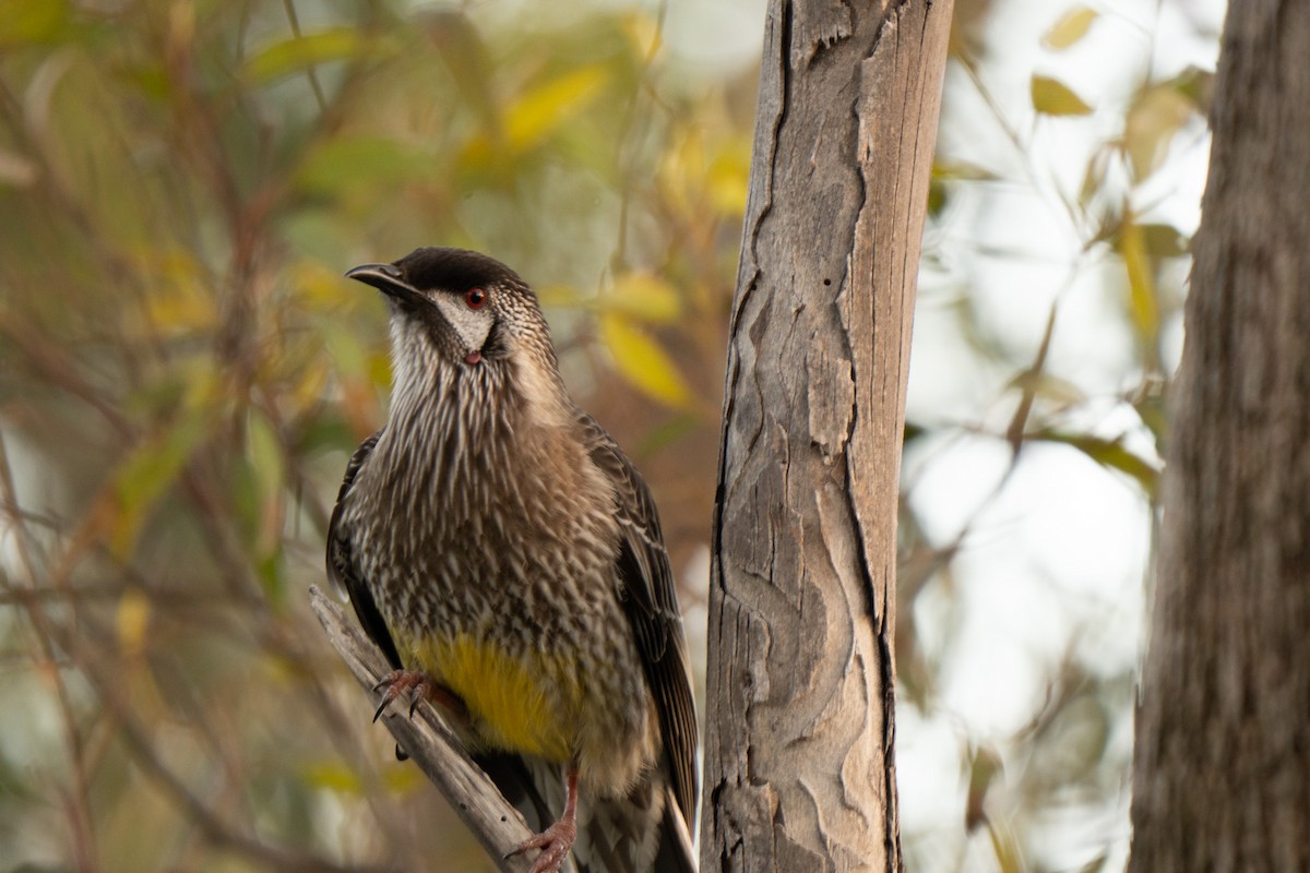 Red Wattlebird - ML638890064