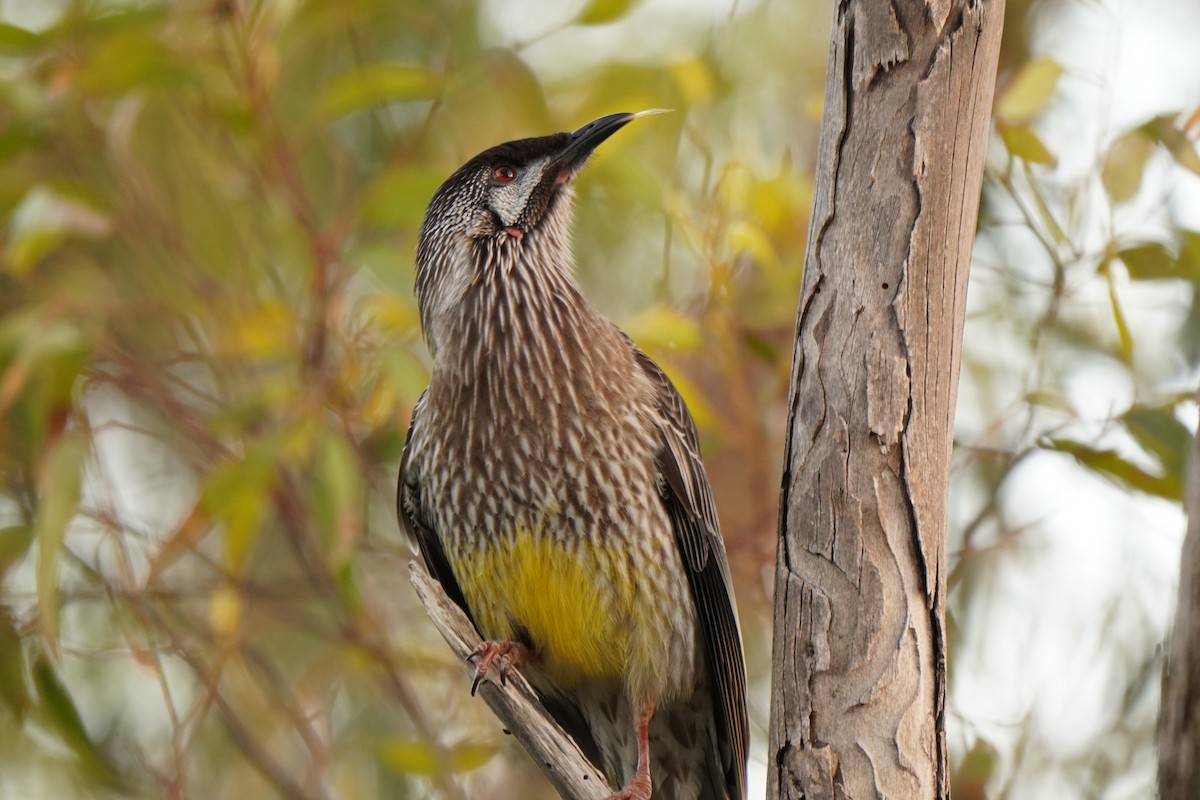 Red Wattlebird - ML638890065
