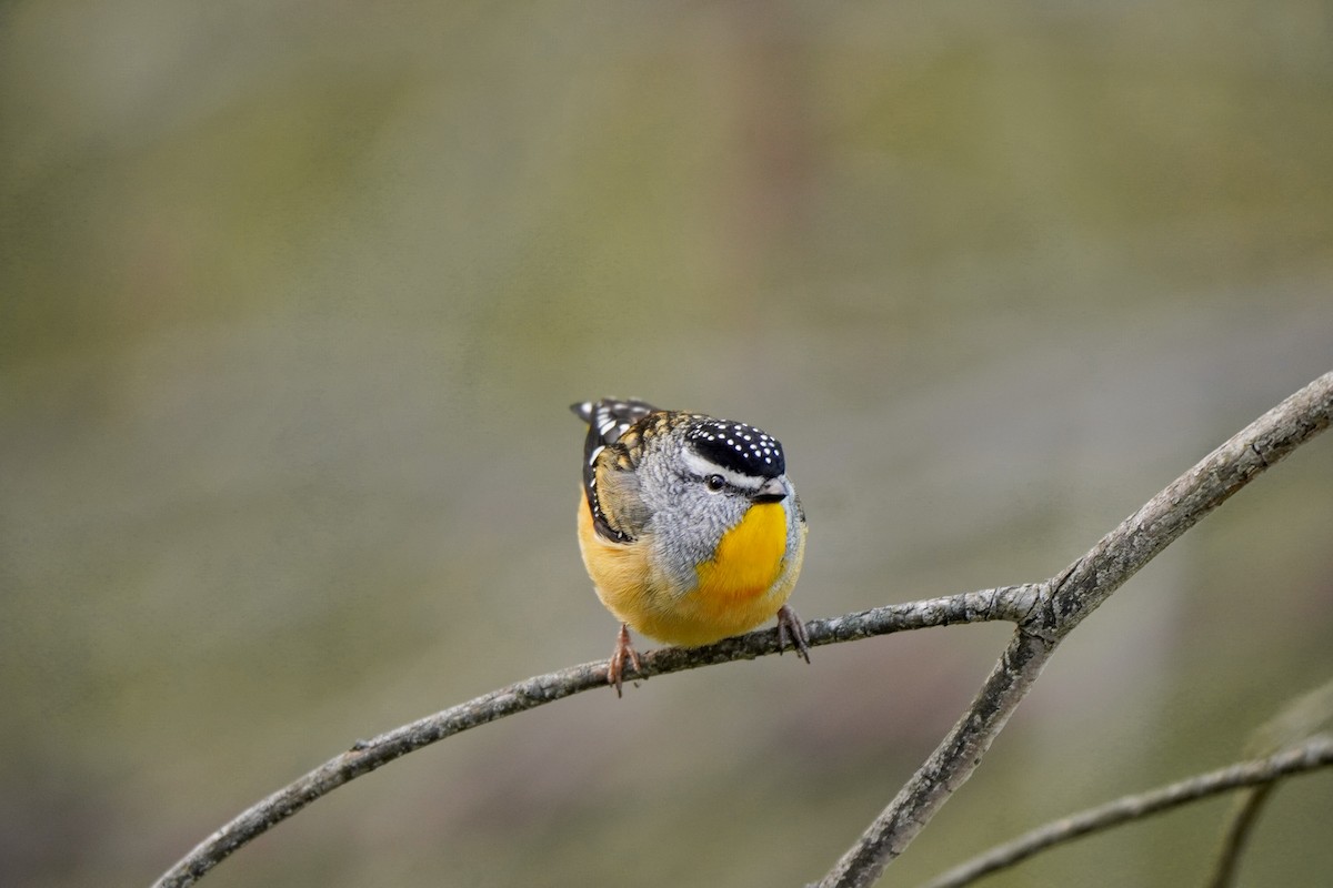 Spotted Pardalote - ML638890093