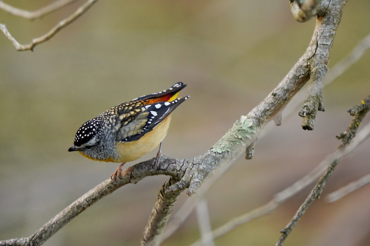 Spotted Pardalote - ML638890094
