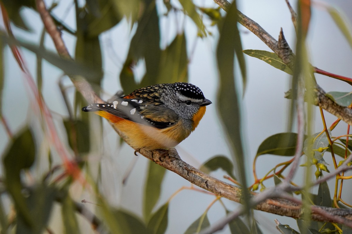 Spotted Pardalote - ML638890095