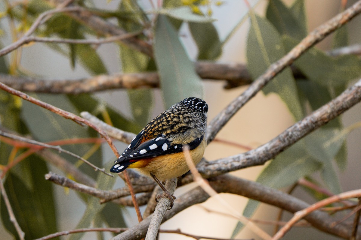 Spotted Pardalote - ML638890096