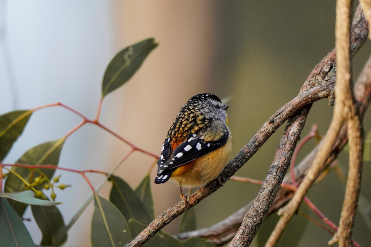 Spotted Pardalote - ML638890097