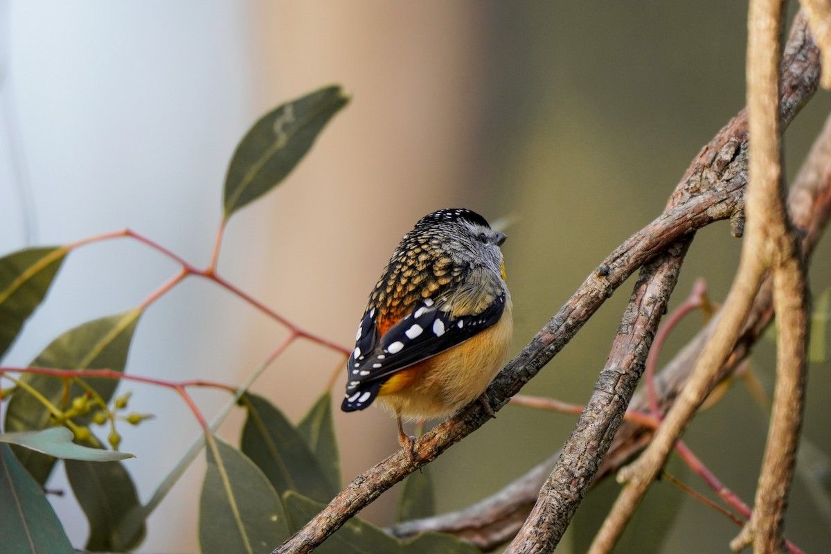 Spotted Pardalote - ML638890098