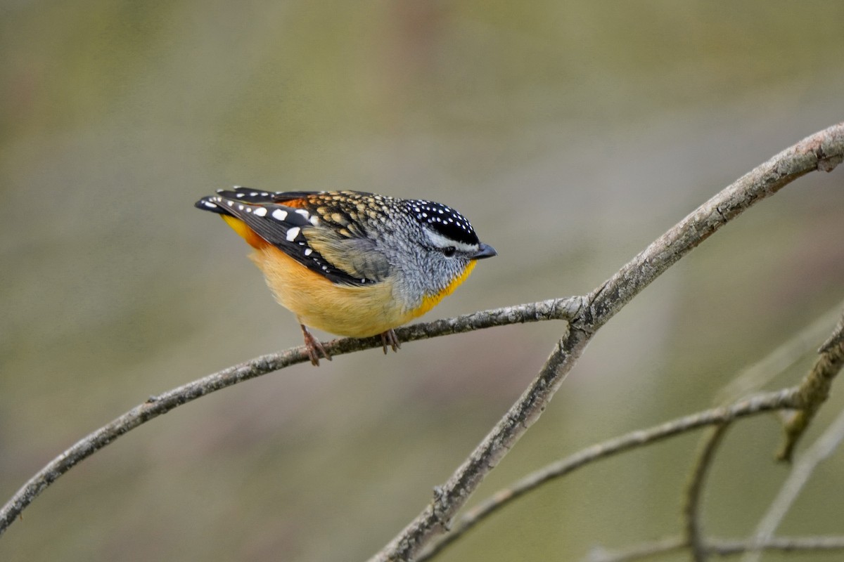 Spotted Pardalote - ML638890099