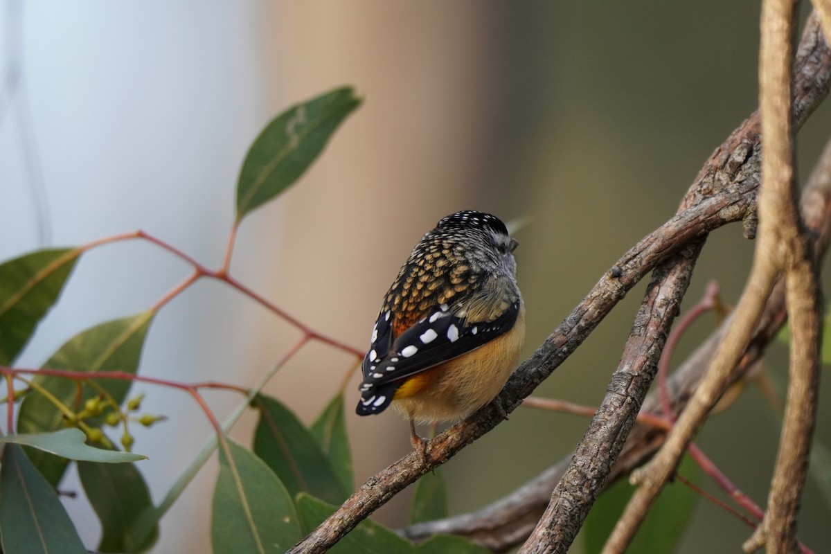 Spotted Pardalote - ML638890100