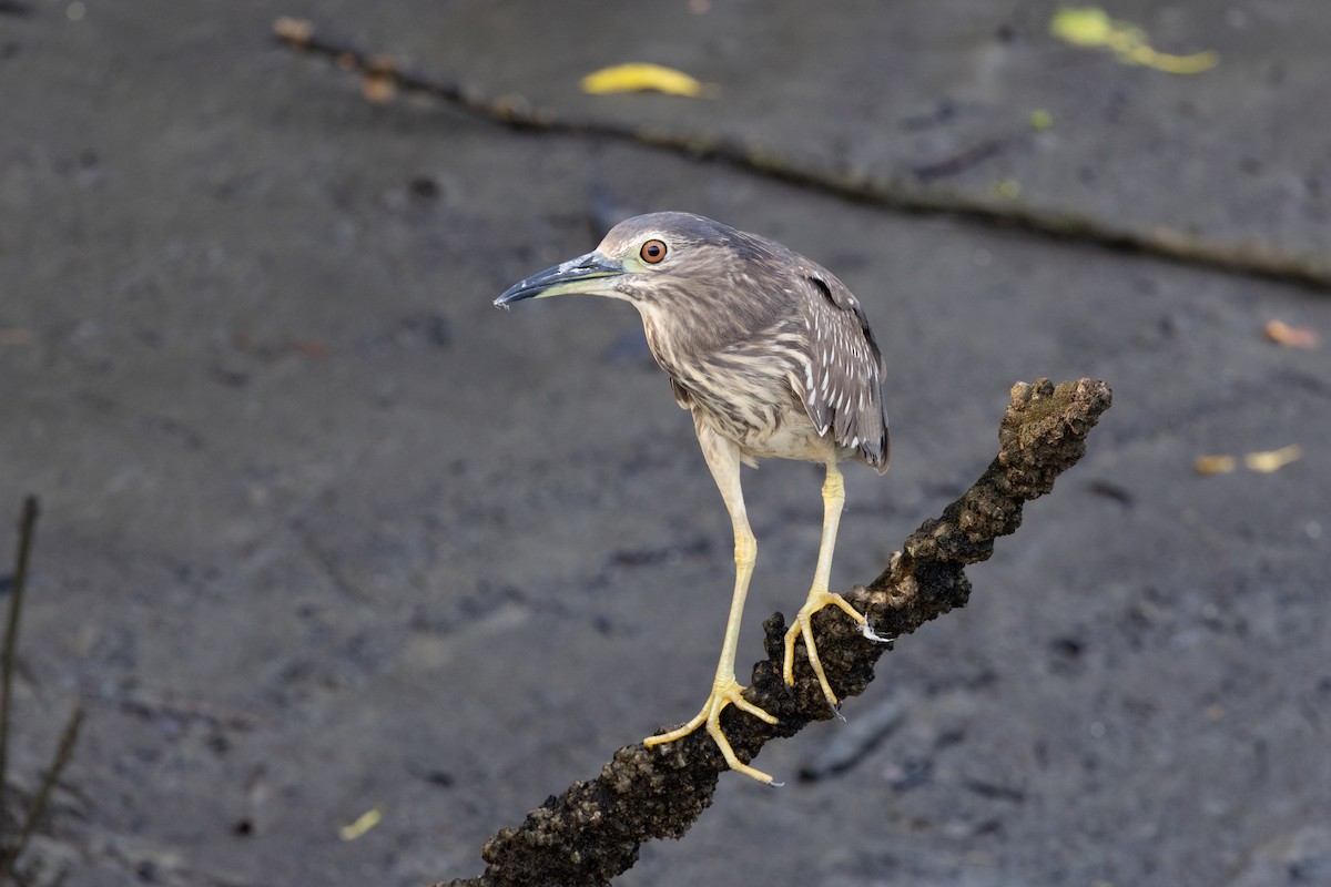 Gece Balıkçılı (nycticorax) - ML638890102