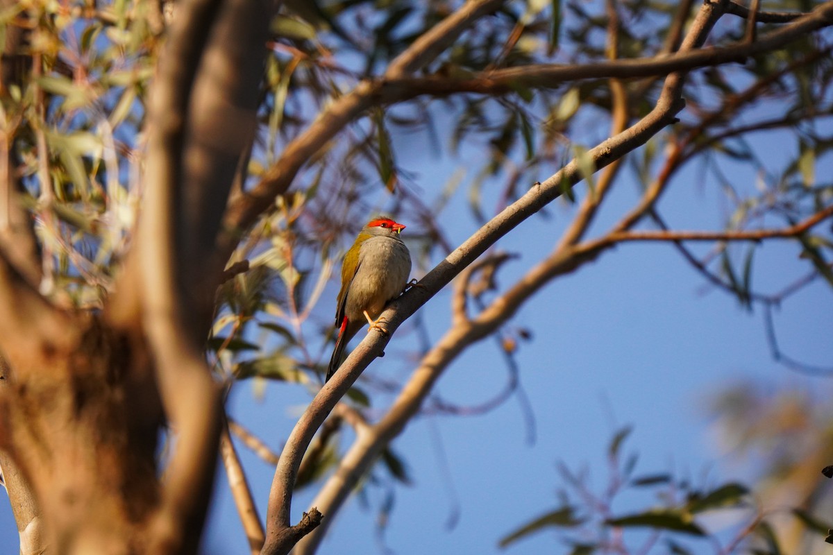 Red-browed Firetail - ML638890114