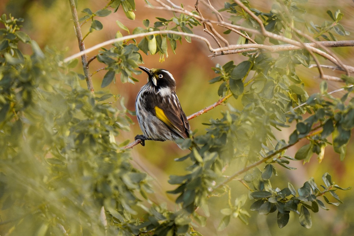 New Holland Honeyeater - ML638890125