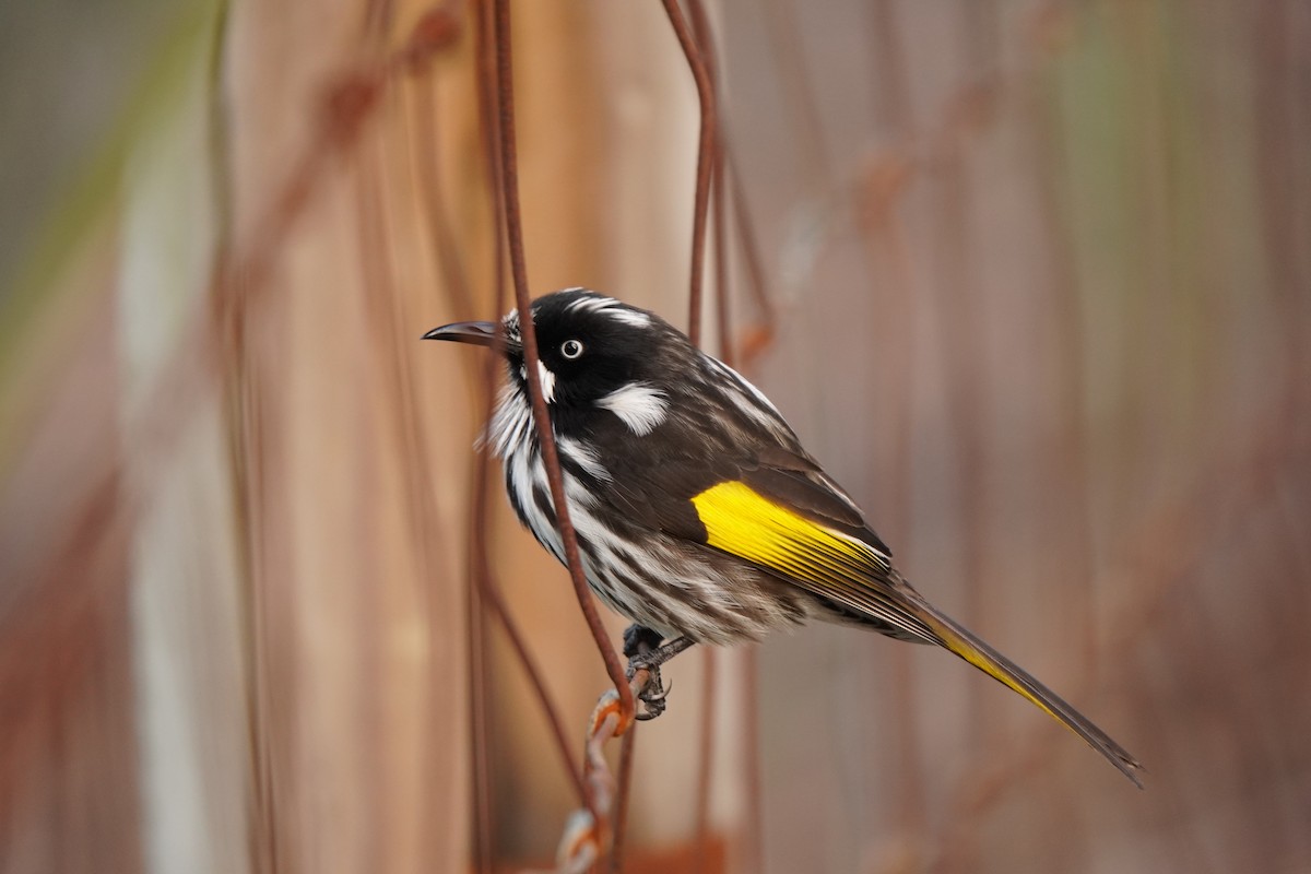 New Holland Honeyeater - ML638890126